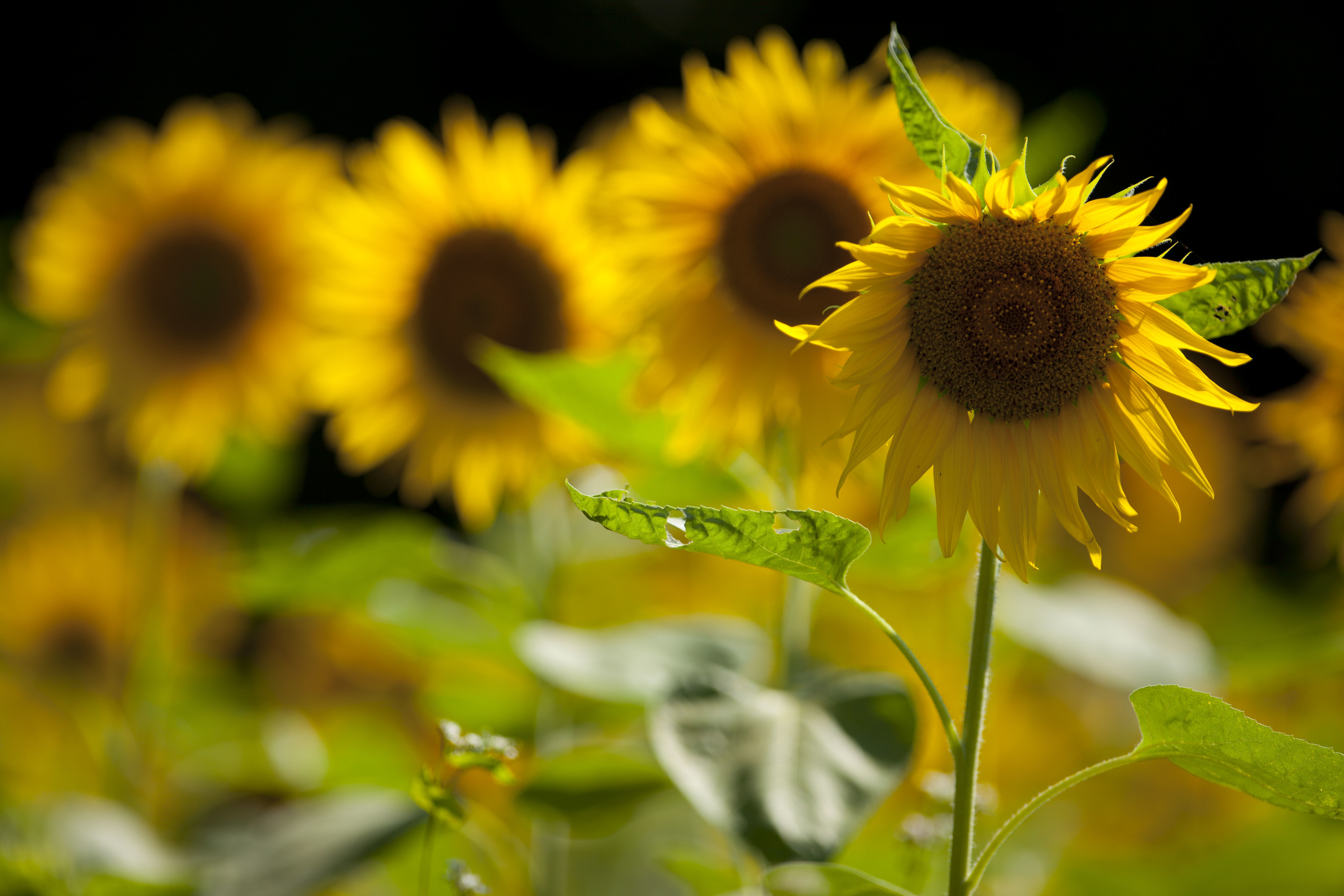 A picture of four sunflowers.